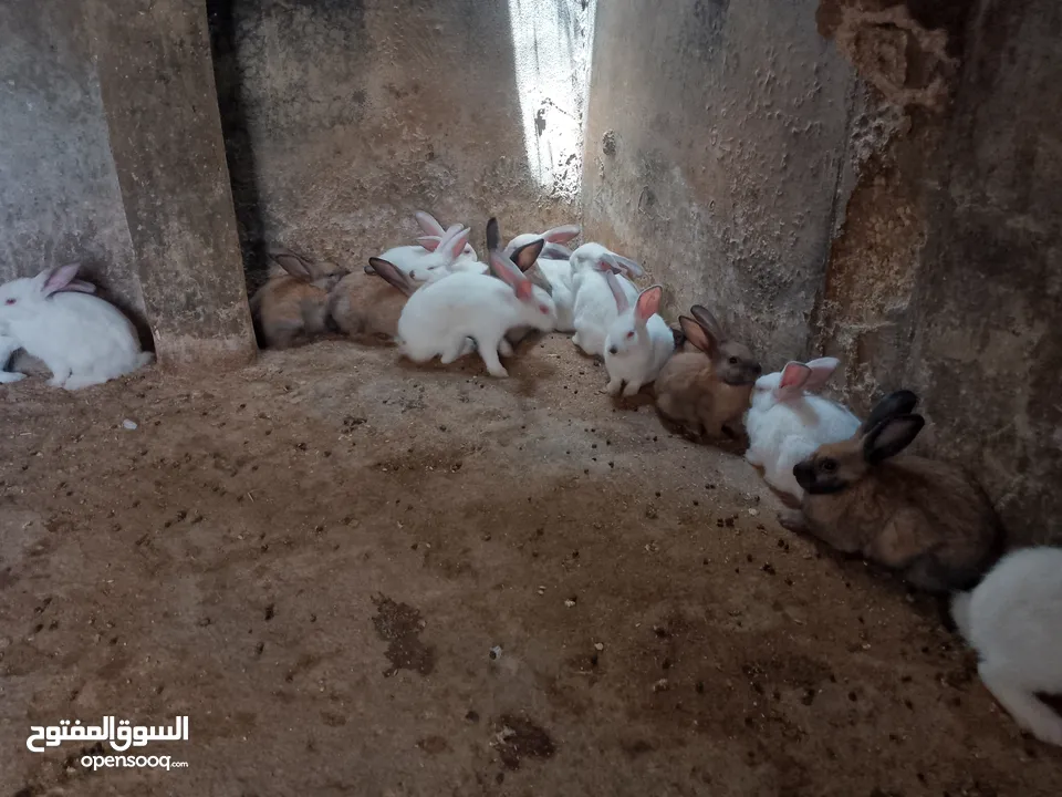 ارانب للبيع فرنسي وبلدي