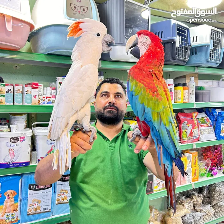 بفضل الله متاح ببغاء كاسكو متكلم اليف مع الصغير قبل الكبير