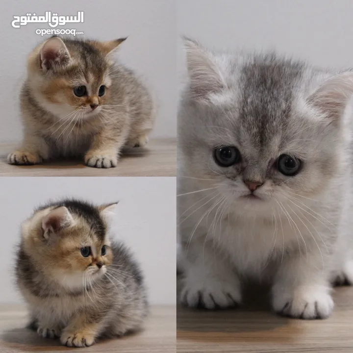 Kittens British Short Hair - كتنز برتش شورت هير