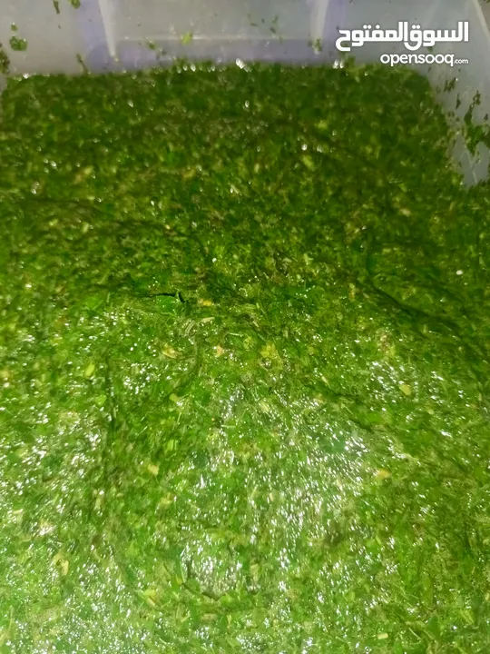 ملوخيه وورق عنب وفول وفاصوليا وسبانخ وخضار فروزن