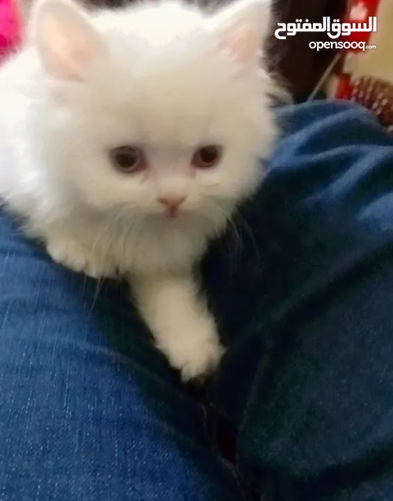 بسه شيرازيه للبيع عمرها تقريبا شهر