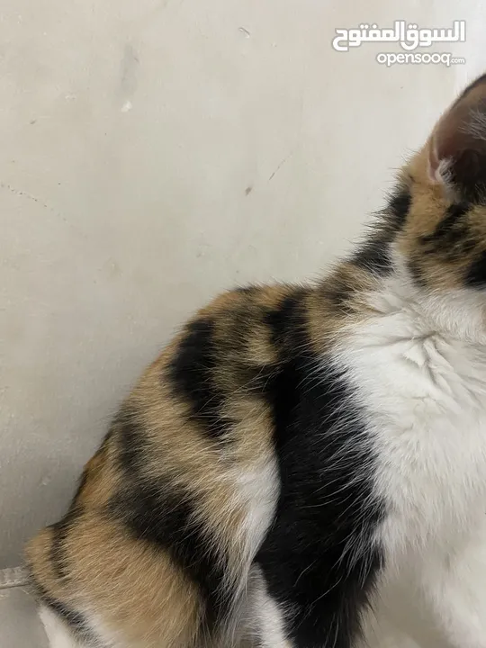 قطه للتبني cat for adoption girl