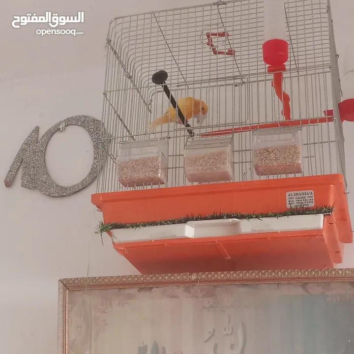 عصافير كناري