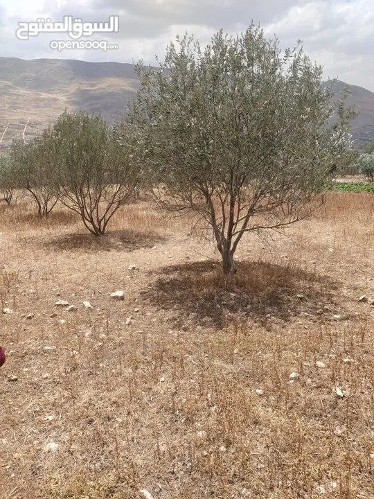 بيع قطعة ارض