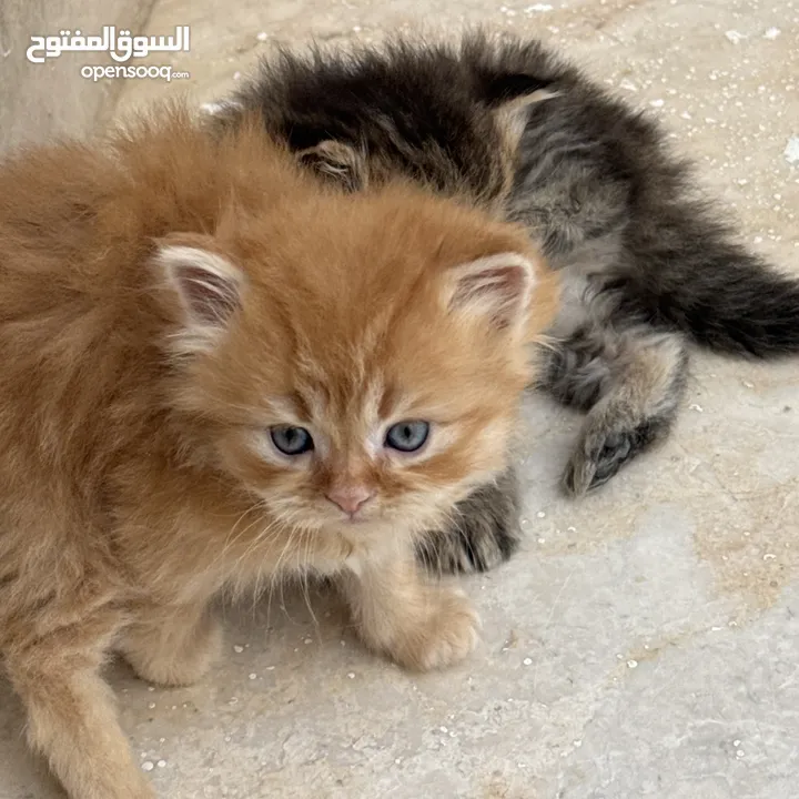 قطط صغيره للبيع