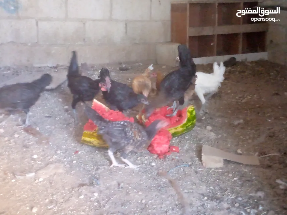فرخات للبيع