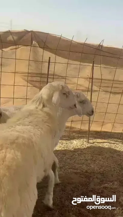 المبارك للذبائح