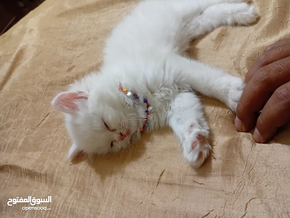 بسه شيرازيه للبيع عمرها تقريبا شهر