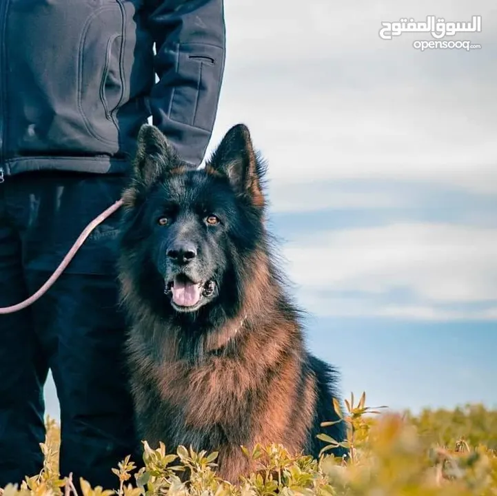 جيرمن شيبرد شولاين مدرب وغير مدرب