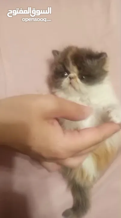 بيرشن  للبيع شهر ونص