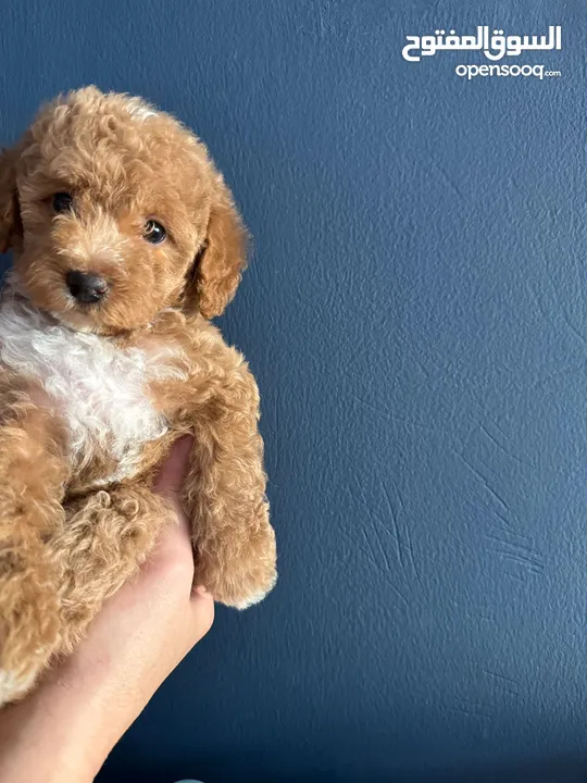 AUSTRALIAN GOLDEN DOODLE