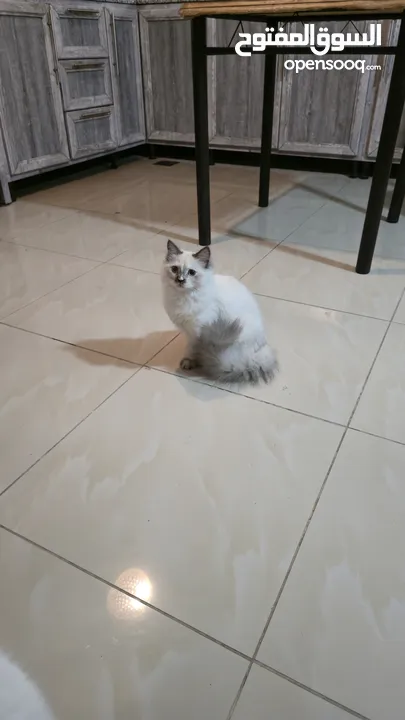 قطه هملايا انثى للبيع عمر ثلاث شهور  أكثير لعوبه حنونه مسليه نظيف جدا متعوده على البوكس مدربه