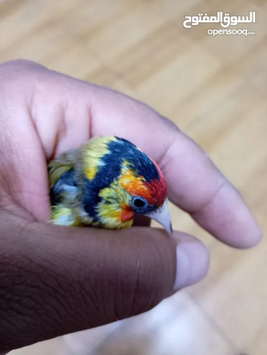 حسون كلاسك اصفر مايور حجل 24