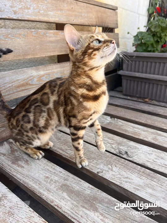 Bengal cat