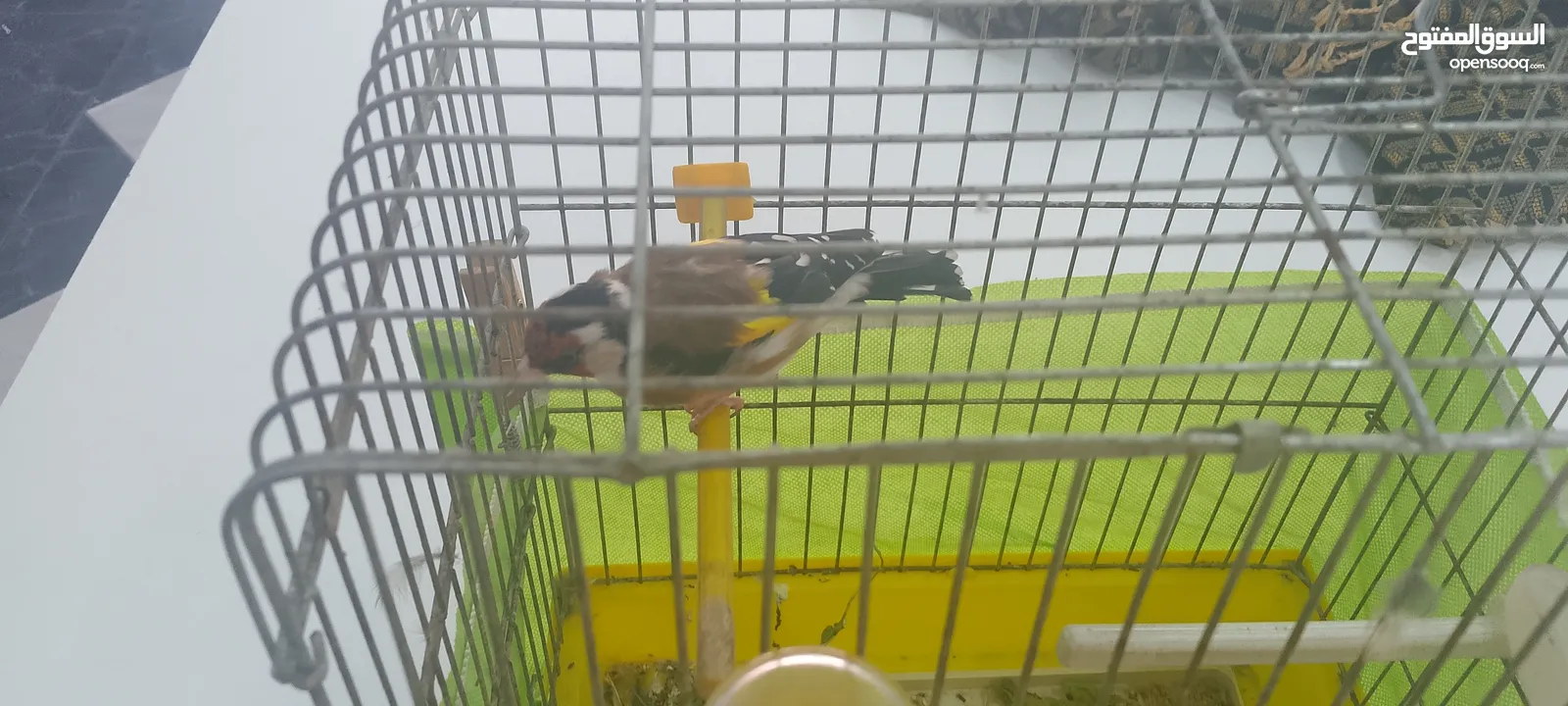 حسون ماشاءالله