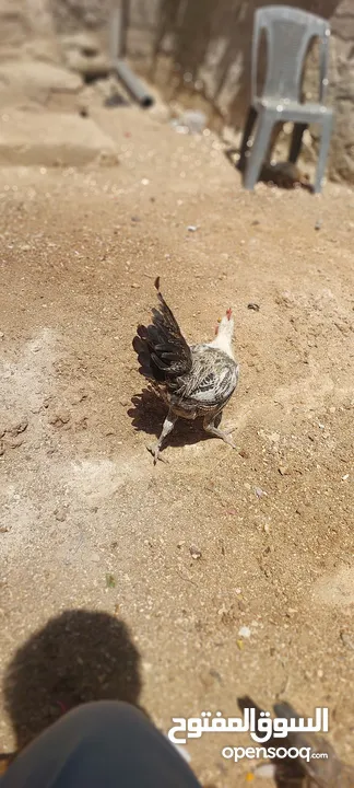 ديك دجاج فيومي للبيع بسعر حلو