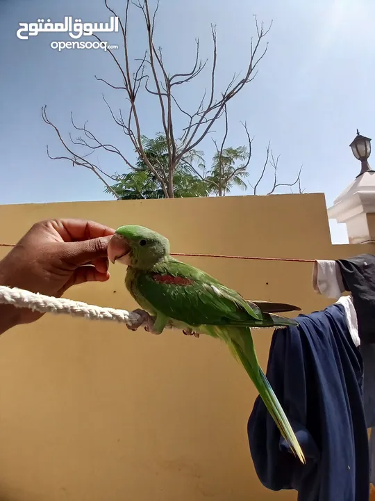 Alexander Nepali parrot