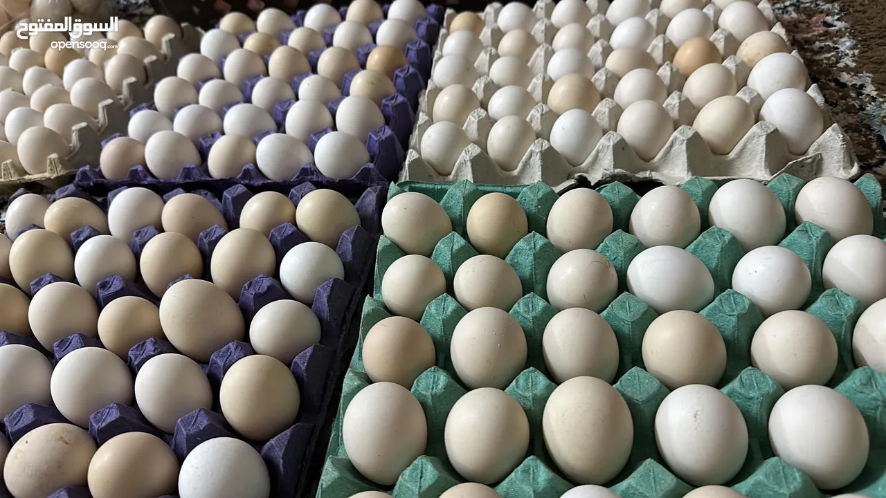 بيض عماني للبيع 2.5﷼