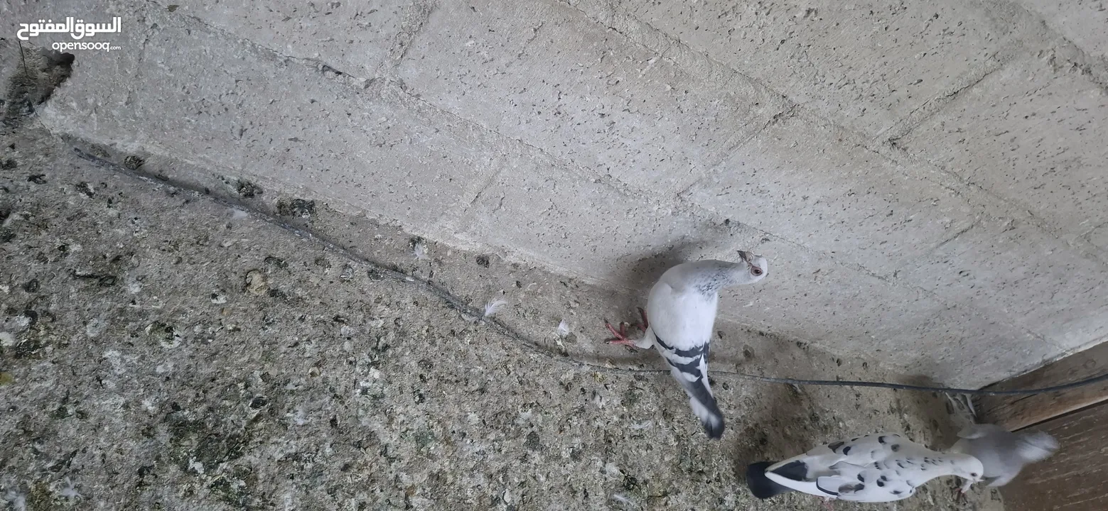 حمام للبيع كشمري  وبلدي  وبوز
