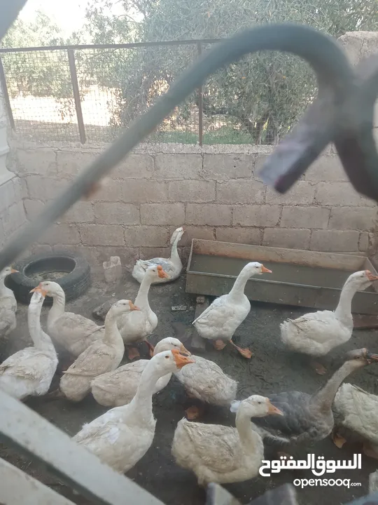 وز افريقي.بيض .فراخ . اطقم شغال