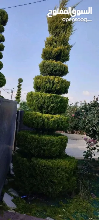 تنسيق الحدائق المنزليه وتشكيل أشجار الزينه وقص كافة الأشجار وتلقيمها