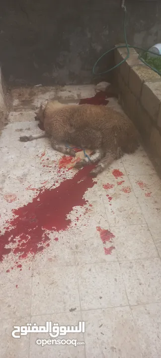 تقبل الله طاعتكم خدمة ذبح الأضاحي في منازلكم