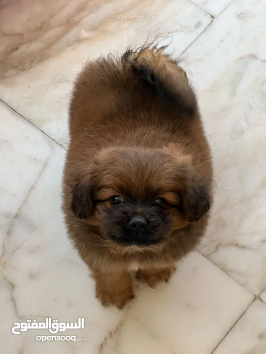 Peganese dog for sale