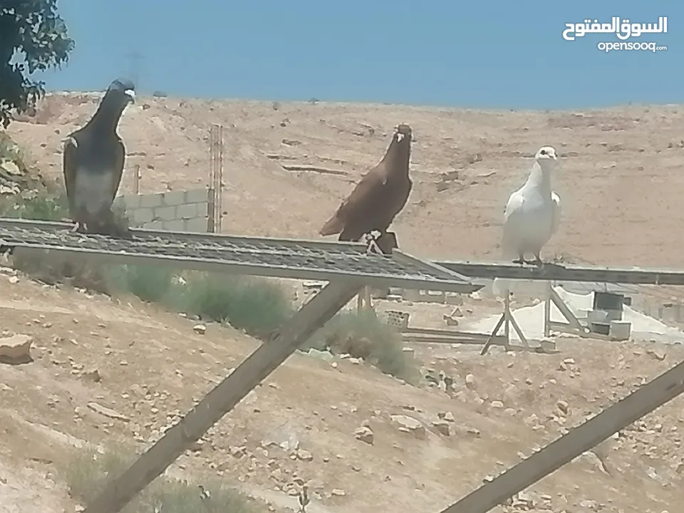 حمام للبيع