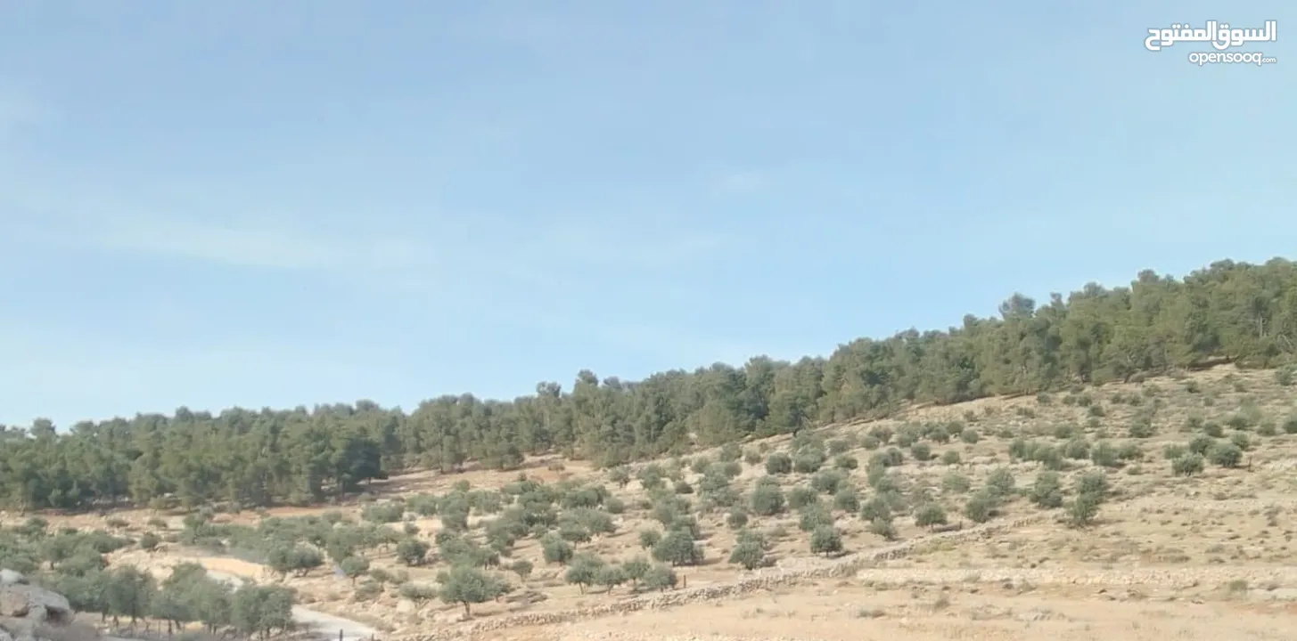 ارض ورثة للبيع بسعر مغري