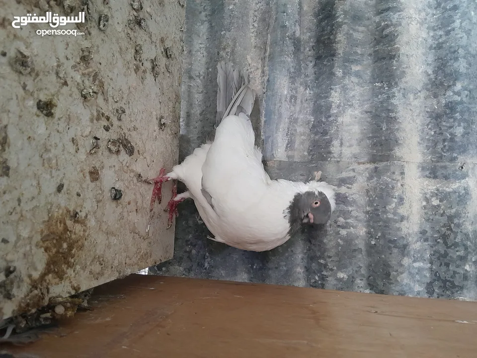 متاح  جواز  حمام الماني  كلو شغال جوز بلوني احمر تحته بيض وطيره مزهوراي حمره مع فرخها  وطيره مسوداي