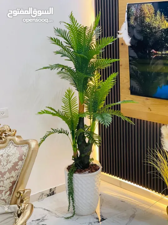 اطلب الان قبل نفاذ الكمية  شجرة النخيل السحرية بالحجم السوبر  جمال وأناقة تسرق الأنظار من أول نظرة