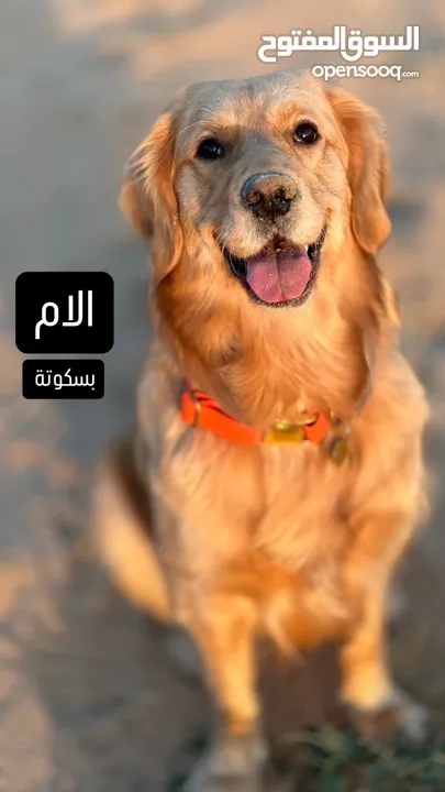 للبيع جراوى جولدن ريتريڤر بيور - for Sale puppies Golden retriever