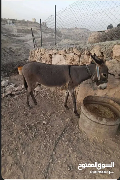 حمار عمره سنة للبيع مرتب جدا للحراثة والركوب