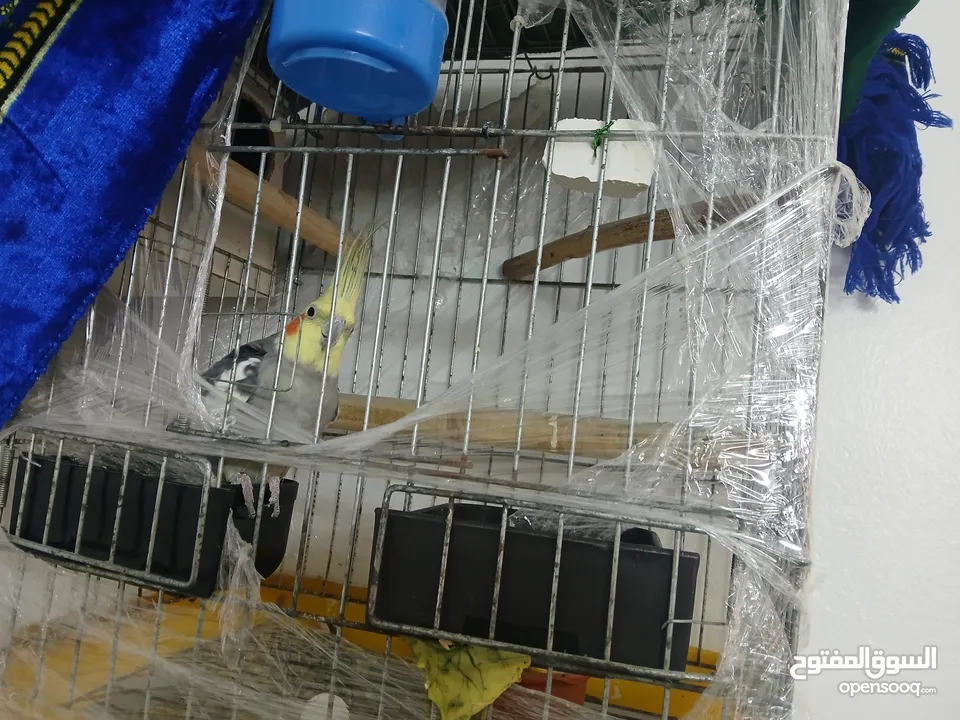 كوكتيل جوز بالصلاه على النبي