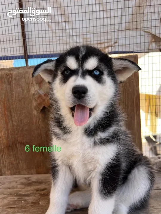 je met en vente mes dernier chiens husky de Suisse importé a prix négociable