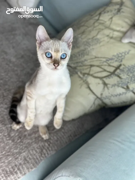 Guaranteed Pure Snow Bengal Kitten – Only 5 Months Old!