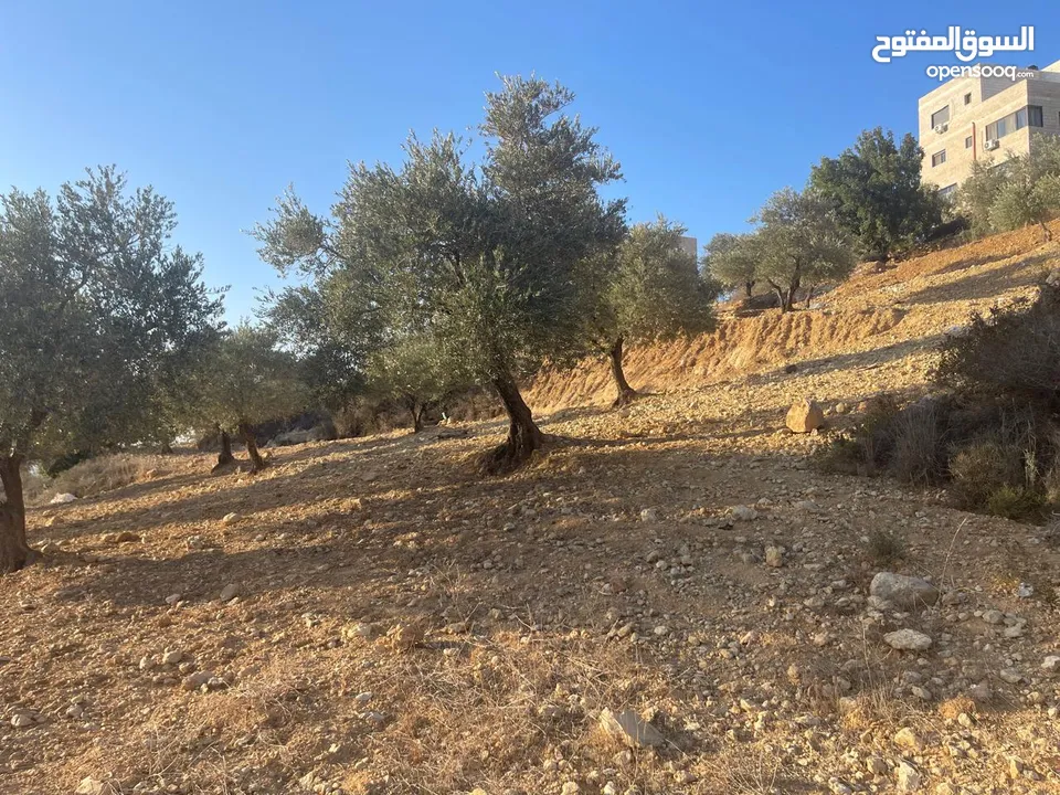 متوفر 3 قطع ارض بمساحات مختلفة (550)