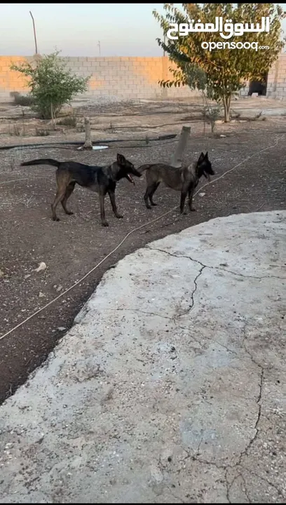 جراو بلجم مالينو مستوا عالي للبيع