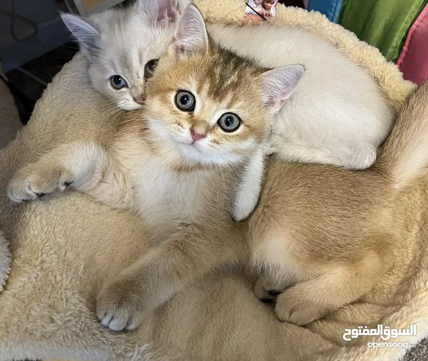 Golden Chinchilla Kitten - Playful and Friendly