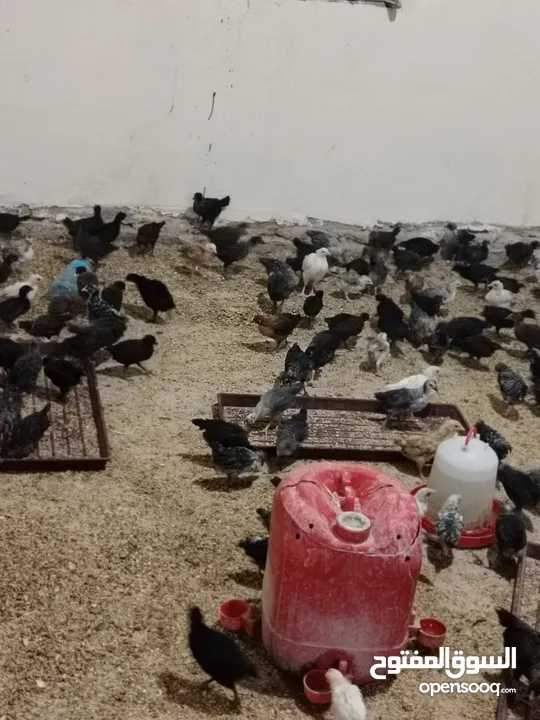 صوص عمر شهر ونص