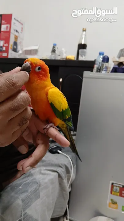 hand tamed sun conure parrot