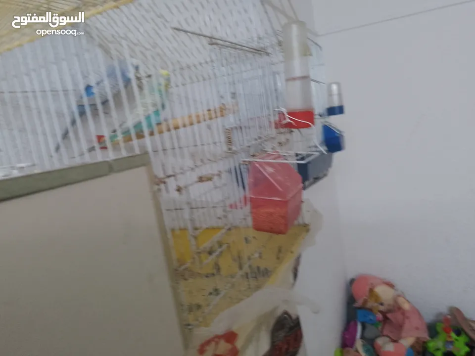 طيور حب للبيع