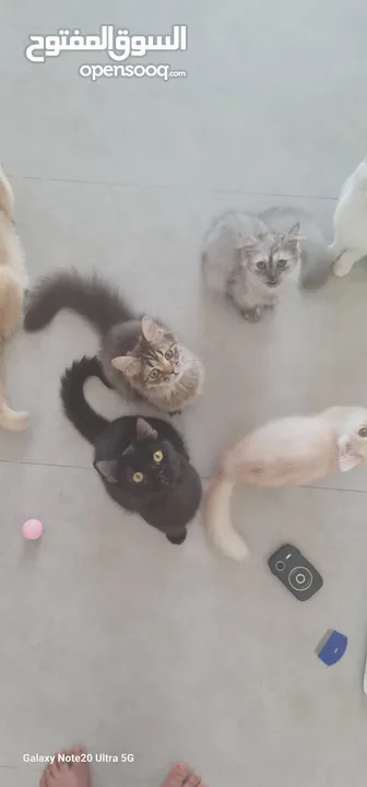 قطط كبيرة للتبني انواع مكس