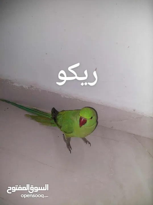ببغاء درارة  هندي كوكو عمر سنة وريكو عمر سنة ونص اليف ولعوب ومدرب وصحتو جيدة جدا ومرح بلعب بالبيت .