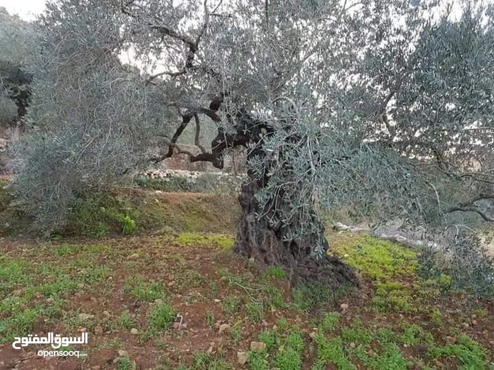 أرض تصنيف أ زيتون