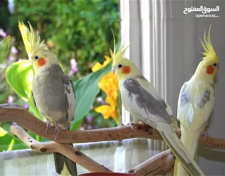 ببغاء لوري وكروان وحب للبيع بسعر حررق اقرء الوصف جيدااا