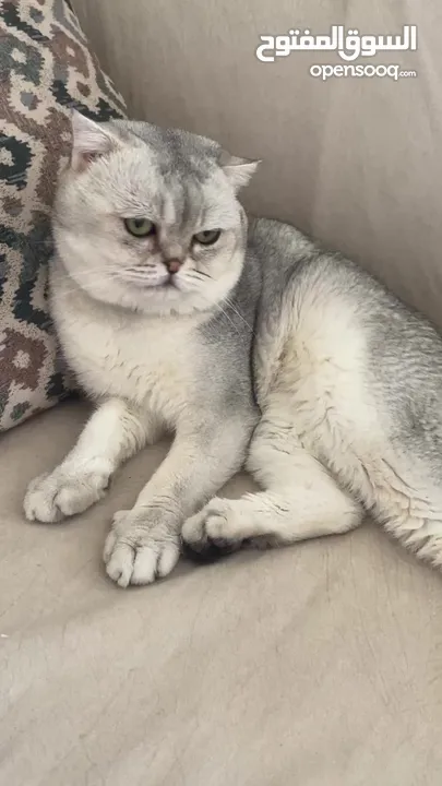 ذكر سكوتش فولد ابيض للتزاوج grey shaded