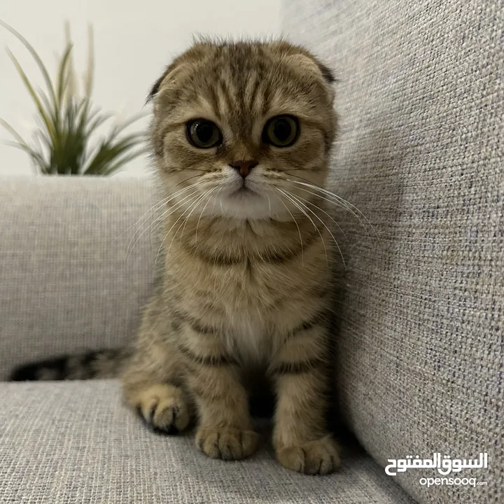 سكوتش فولد - Scottish fold