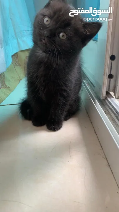 Adorable British Shorthair Kittens Looking for Their Forever Homes – Ready to Join Your Family