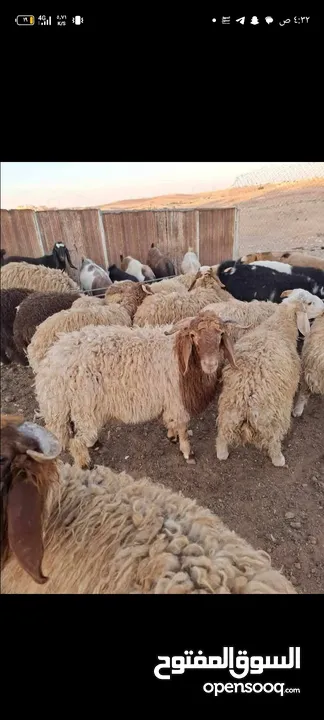 لحام أضاحي في بيتك طول فترة العيد يتوفر بكم لللنقل خدمة الذبح 10دنانير